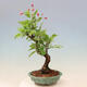Vonkajší bonsai -Malus halliana - Maloplodé jabloň - 5/7