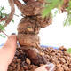 Vonkajší bonsai - Juniperus chinensis Itoigawa -Jalovec čínsky - 5/5