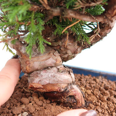 Vonkajší bonsai - Juniperus chinensis Itoigawa -Jalovec čínsky - 5