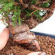 Vonkajší bonsai - Juniperus chinensis Itoigawa -Jalovec čínsky - 5/5