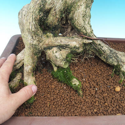 Izbová bonsai- Muraya paniculata - 5