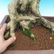 Izbová bonsai- Muraya paniculata - 5/6