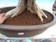 Izbová bonsai- Muraya paniculata - 5/6