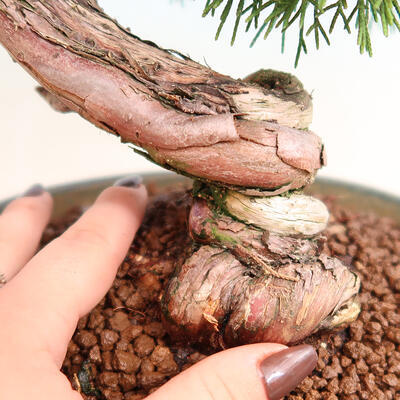 Vonkajší bonsai - Juniperus chinensis Itoigawa -Jalovec čínsky - 5