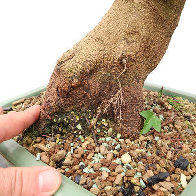 Vonkajší bonsai - Javor Burgerov - Acer Burgerianum - LEN PALETOVÁ PREPRAVA - 5
