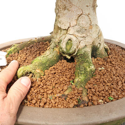 Vonkajší bonsai - Javor Burgerov - Acer Burgerianum - LEN PALETOVÁ PREPRAVA - 5