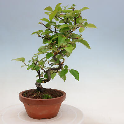 Vonkajšie bonsai - Pseudocydonia sinensis - Duloň čínska - 5