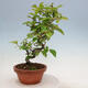 Vonkajšie bonsai - Pseudocydonia sinensis - Duloň čínska - 5/5
