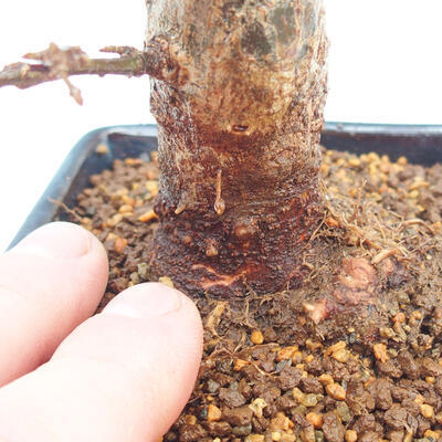 Vonkajšie bonsai - Javor Buergerianum - Javor Burgerův - 5