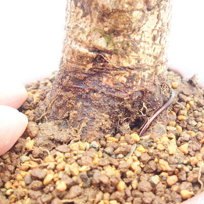 Vonkajšie bonsai - Javor Buergerianum - Javor Burgerův - 5