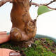 Vonkajšie bonsai - Pseudocydonia sinensis - Dula čínska - 5/7