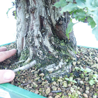 Vonkajší bonsai - Hloh jednosemenný - Crataegus monogyna - 5