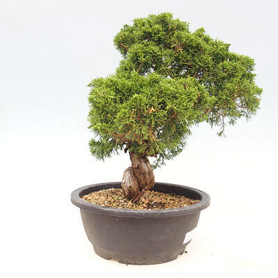 Vonkajšie bonsai - Juniperus chinensis Itoigawa-Jalovec čínsky - 5