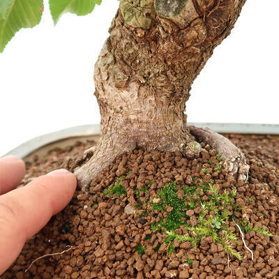 Vonkajší bonsai -Carpinus Coreana - Hrab kórejský - 5
