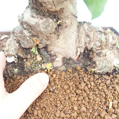 Vonkajší bonsai -Maloplodá jabloň - Malus halliana - 5