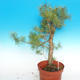 Yamadori - Borovica lesná - Pinus sylvestris - 5/5