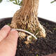 Izbová bonsai - Buxus harlandii - korkový buxus - 5/5