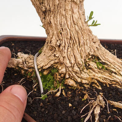 Izbová bonsai - Buxus harlandii - korkový buxus - 5