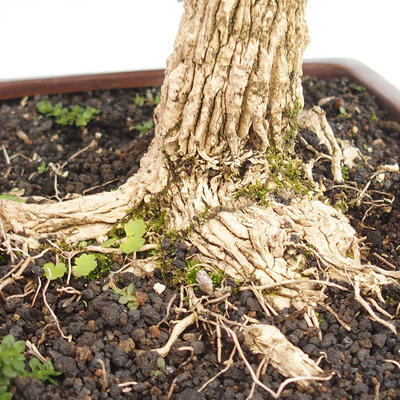 Izbová bonsai - Buxus harlandii - korkový buxus - 5