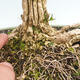 Izbová bonsai - Buxus harlandii - korkový buxus - 5/7