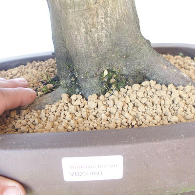Vonkajší bonsai - Hrab obyčajný - Carpinus betulus - 5