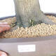 Vonkajší bonsai - Hrab obyčajný - Carpinus betulus - 5/5