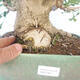 Vonkajší bonsai - Jinan dvojlaločný - Ginkgo biloba - 5/5