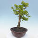 Izbová bonsai - Durant erecta aurea - 5/7
