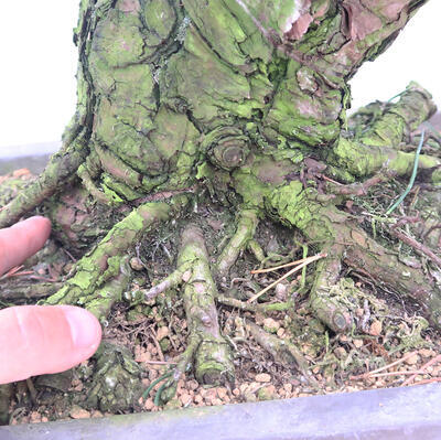 Vonkajšie bonsai - Pinus thunbergii - Borovica thunbergova - 5