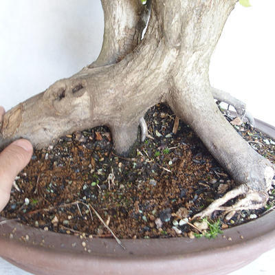 Vonkajší bonsai Carpinus betulus- Hrab obyčajný VB2020-485 - 5