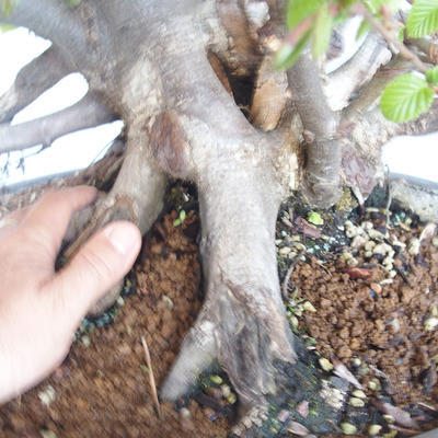 Vonkajší bonsai Carpinus betulus- Hrab obyčajný VB2020-487 - 5