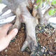 Vonkajší bonsai Carpinus betulus- Hrab obyčajný VB2020-487 - 5/5