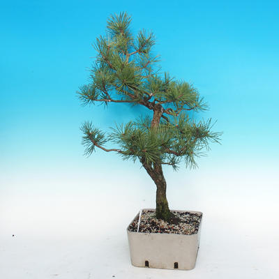 Yamadori - Borovica lesná - Pinus sylvestris - 5