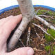 Vonkajší bonsai -Malus halliana - Maloplodé jabloň - 5/5