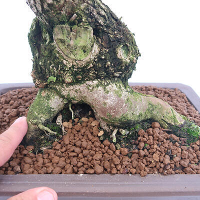 Vonkajší bonsai - krásnoplodka Callicarpa - 5