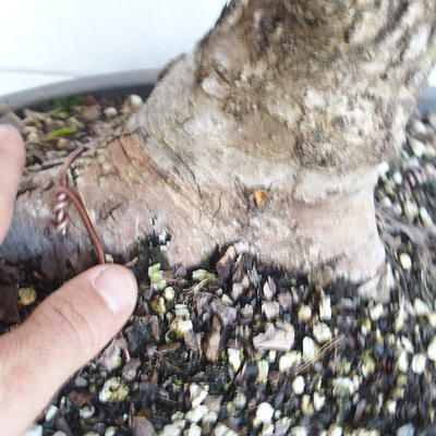 Vonkajší bonsai -Ulmus GLABRA Brest hrabolistý VB2020-495 - 5