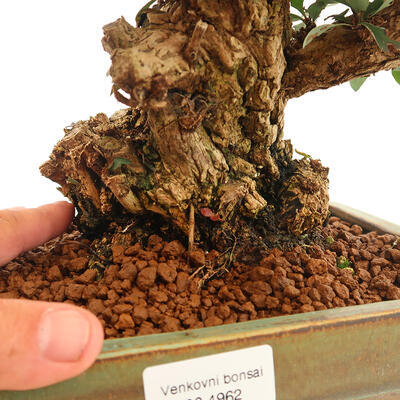 Vonkajší bonsai - Berberis thunbergii Atropurpureum - Drištál - 5
