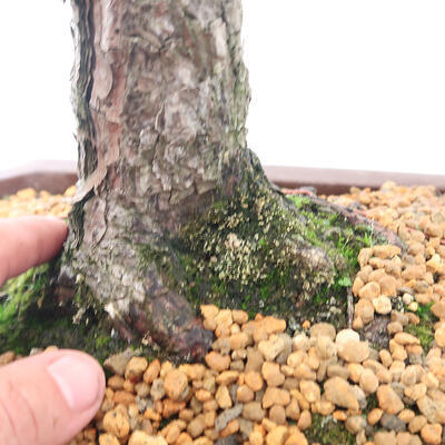 Vonkajší bonsai - Pinus sylvestris - Borovica lesná - 5