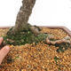 Vonkajší bonsai - Pinus sylvestris - Borovica lesná - 5/5