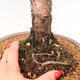 Vonkajšie bonsai - Juniperus chinensis Kishu -Jalovec čínsky - 5/5