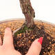 Vonkajší bonsai - Juniperus chinensis -Jalovec čínsky - 5/5