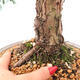 Vonkajšie bonsai - Juniperus chinensis Kishu -Jalovec čínsky - 5/5