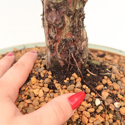 Vonkajšie bonsai - Juniperus chinensis Kishu -Jalovec čínsky - 5