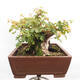 Vonkajší bonsai -Javor babyka - Acer campestre - 5/6