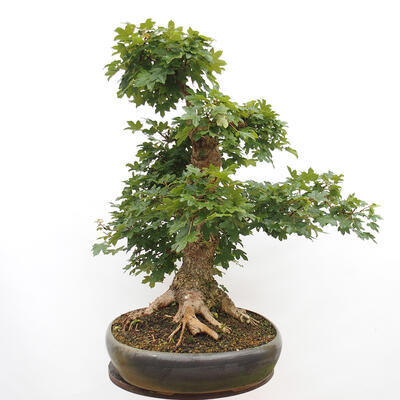 Vonkajší bonsai -Javor babyka - Acer campestre - 5