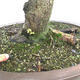 Vonkajší bonsai -Javor babyka - Acer campestre - 5/6