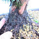 Yamadori Juniperus chinensis - borievka - 5/6