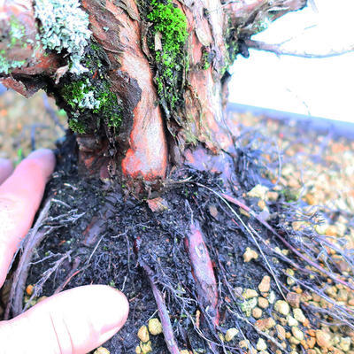 Yamadori Juniperus chinensis - borievka - 5