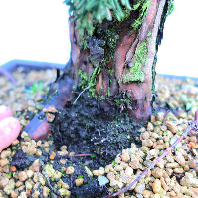 Yamadori Juniperus chinensis - borievka - 5