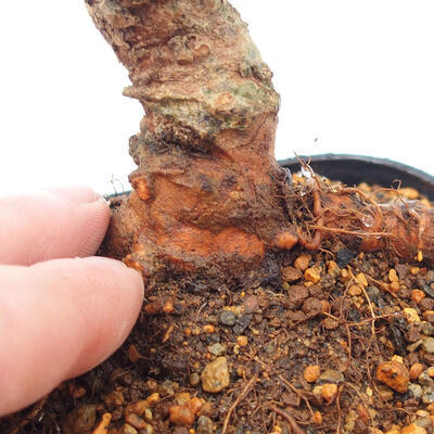 Vonkajšie bonsai - Zelkova - Zelkova Nirom - 5